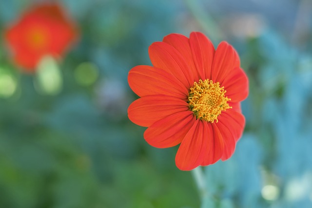 的迅速成长 的迅速成长